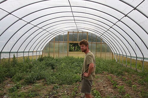 Inside a cattle panel hoop house with poly covering and growing tomato plants